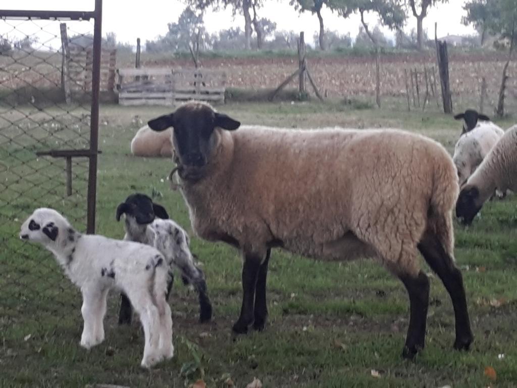 Willa Agriturismo Rustichino Giano dellʼUmbria Zewnętrze zdjęcie